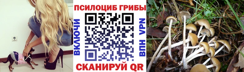 OMG как зайти  Гудермес  Галлюциногенные грибы Cubensis 